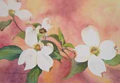 Dogwood II