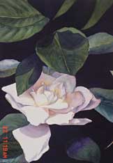 Gardenia