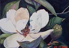 Magnolia II