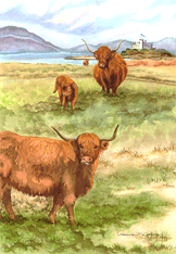 Highland Cows