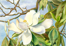 Magnolias in Full Bloom