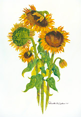 Sunflowers Tall
